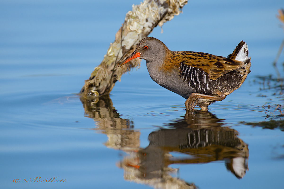 porciglione in water