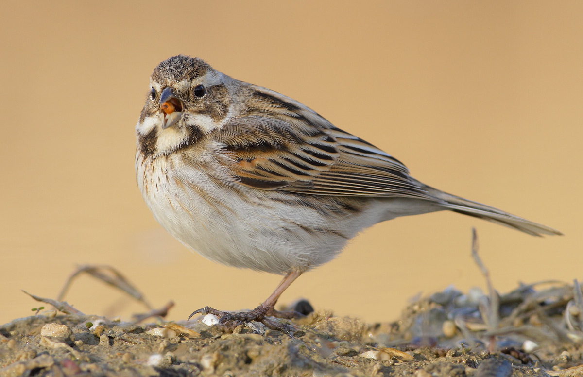 Reed Bunting