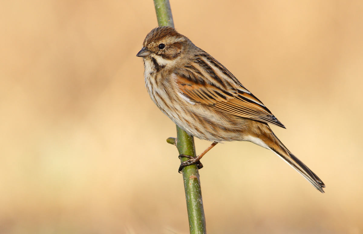 Reed Bunting