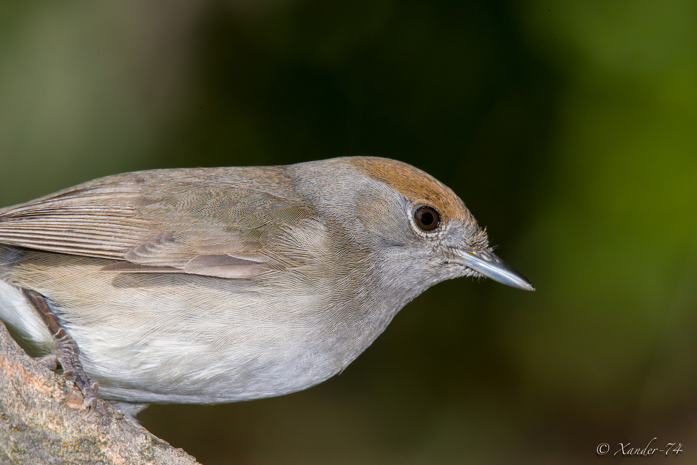 Capinera Prova 1020mm Sigma 150-600 Sport e tc17