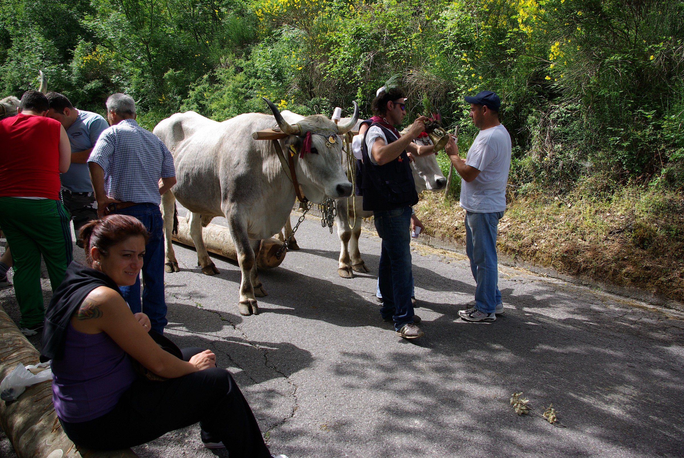 Feast of St. Michael in Rotonda (pcs)