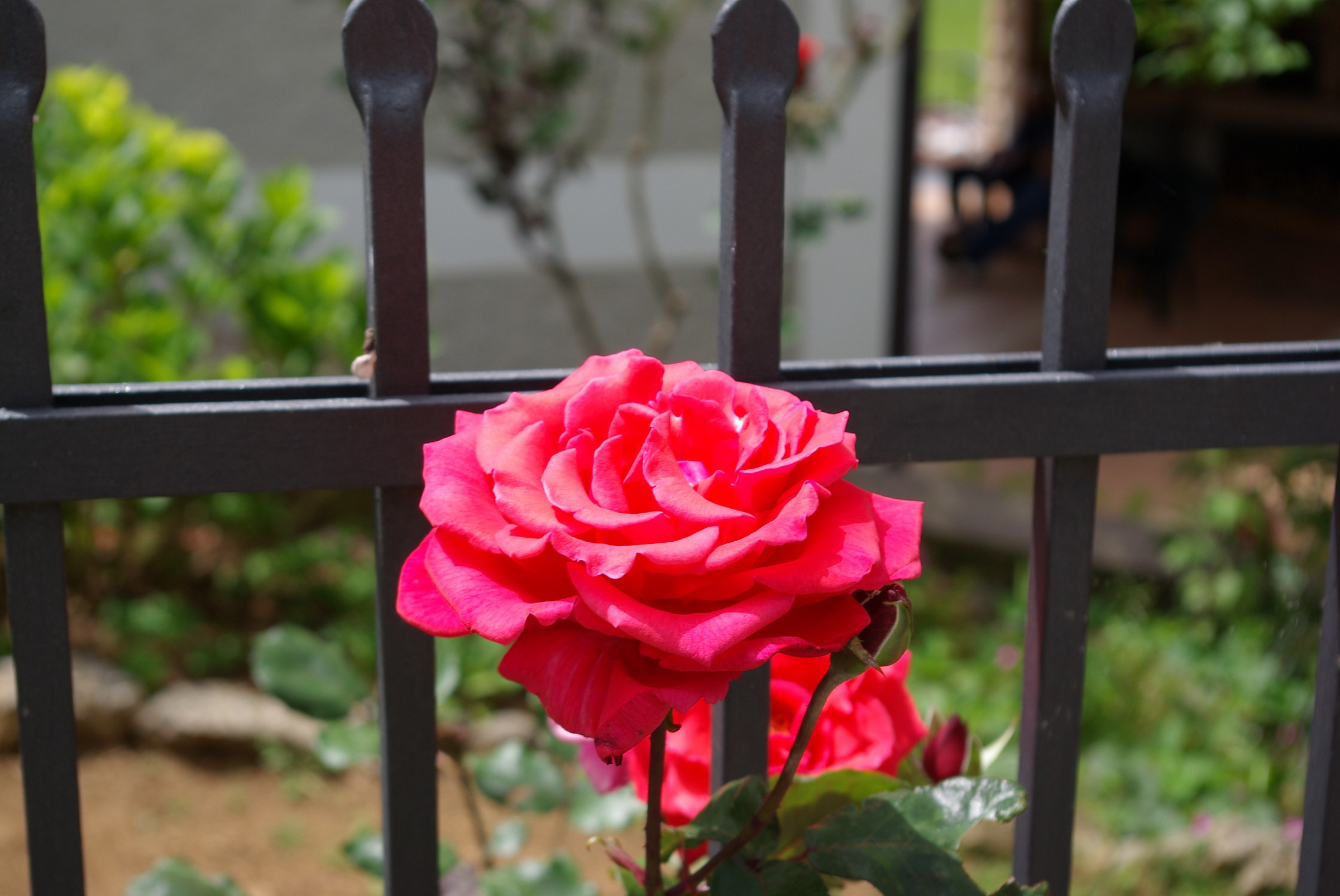 floral tribute to the feast of St. Anthony.