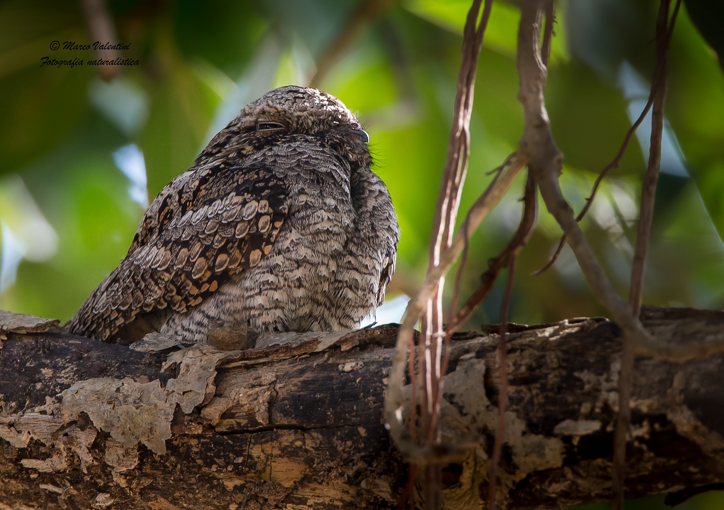 The nap of the nightjar
