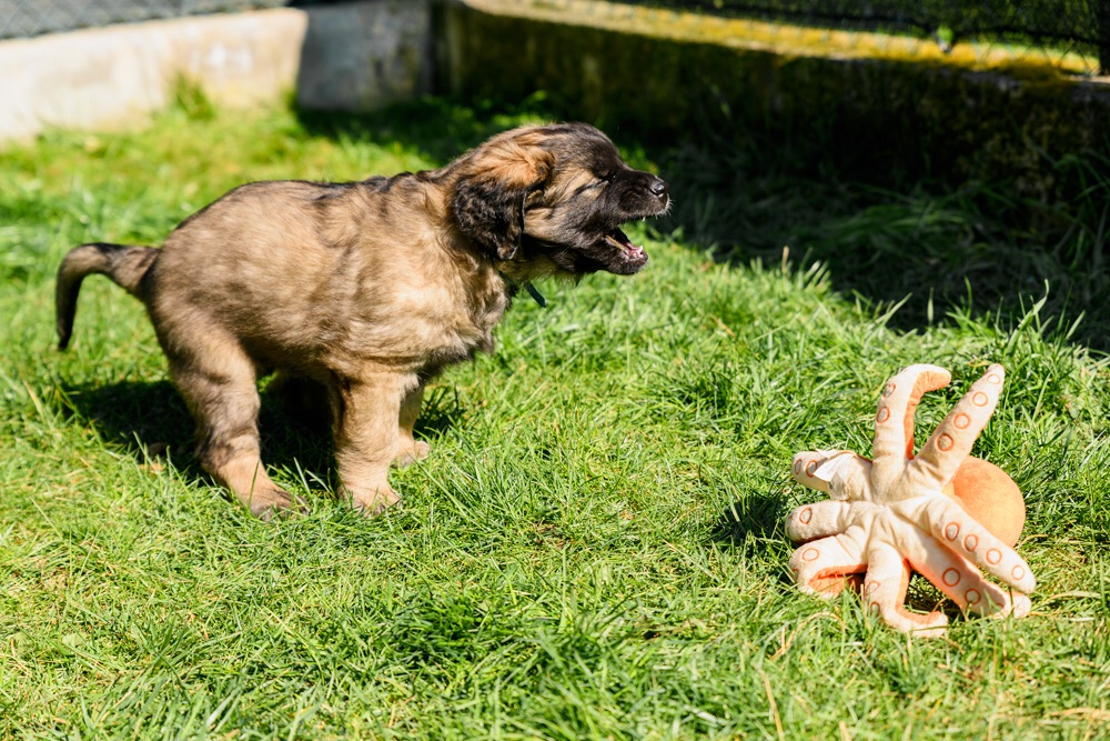 Puppy struggling with fatigue that .........