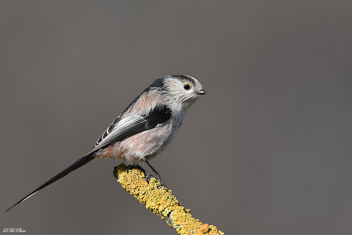 Long-tailed Tit (Aegithalos caudatus)