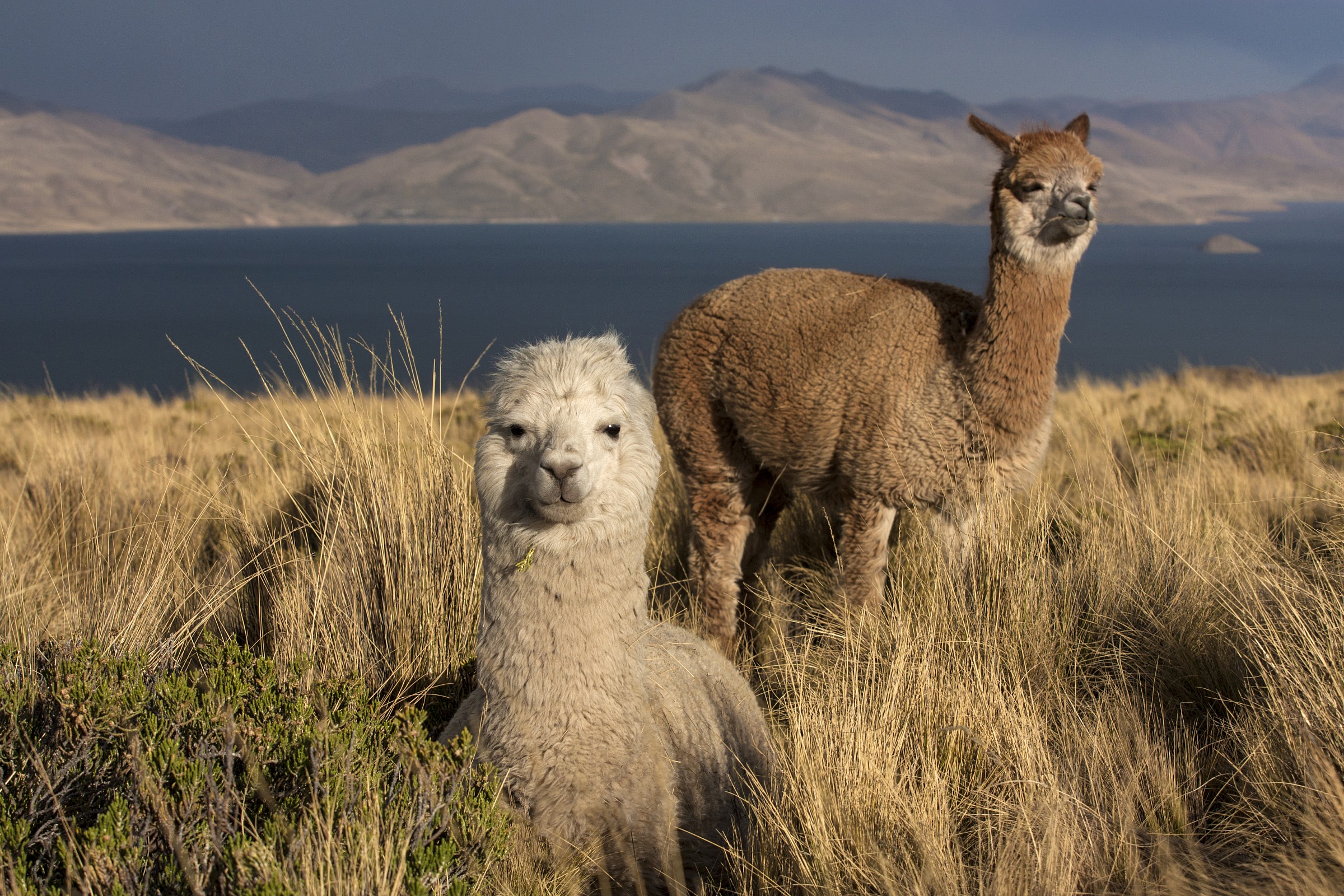 ..ad uno sputo dal Perù