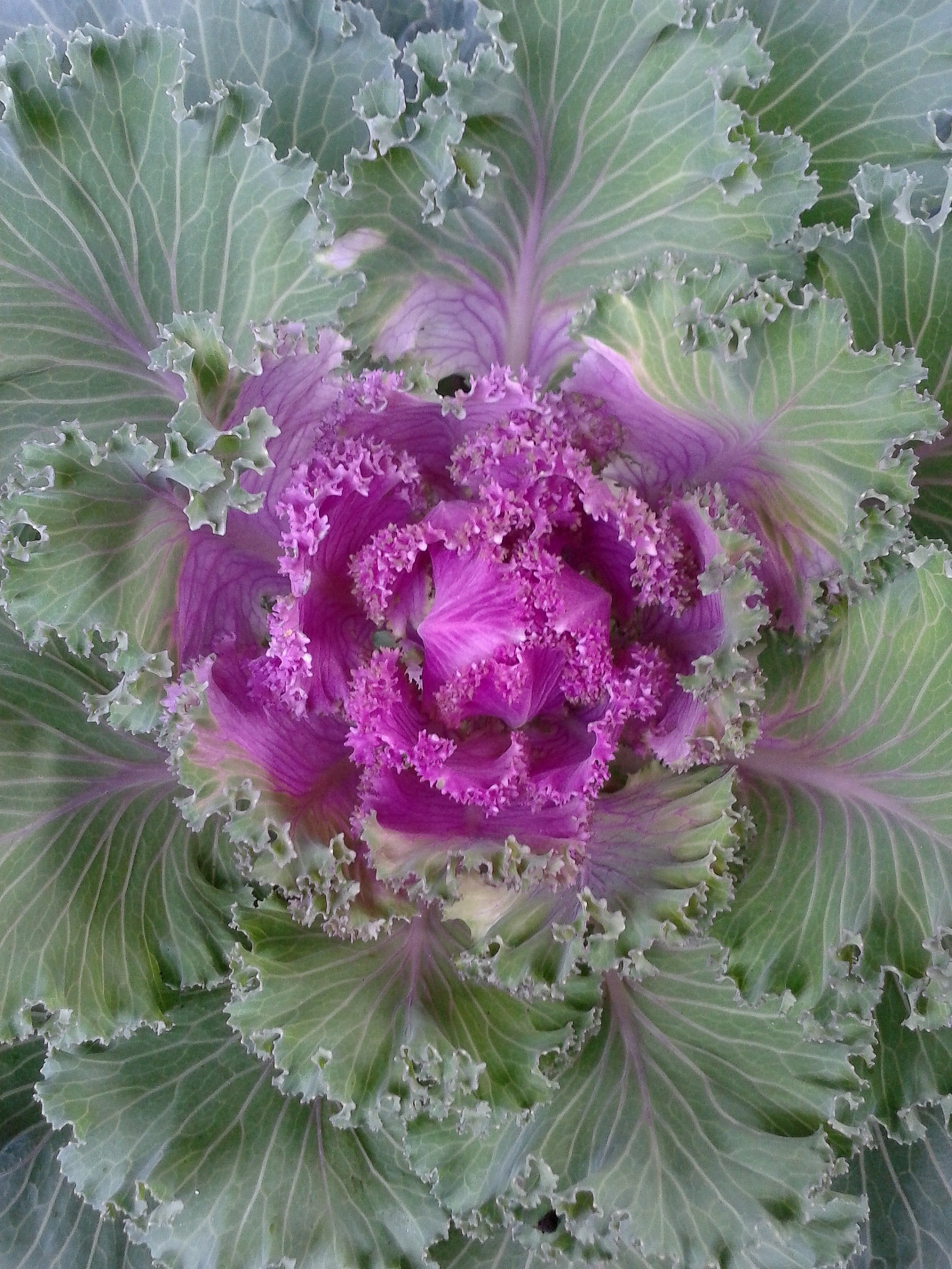 Ornamental cabbage Brassica Oleracea