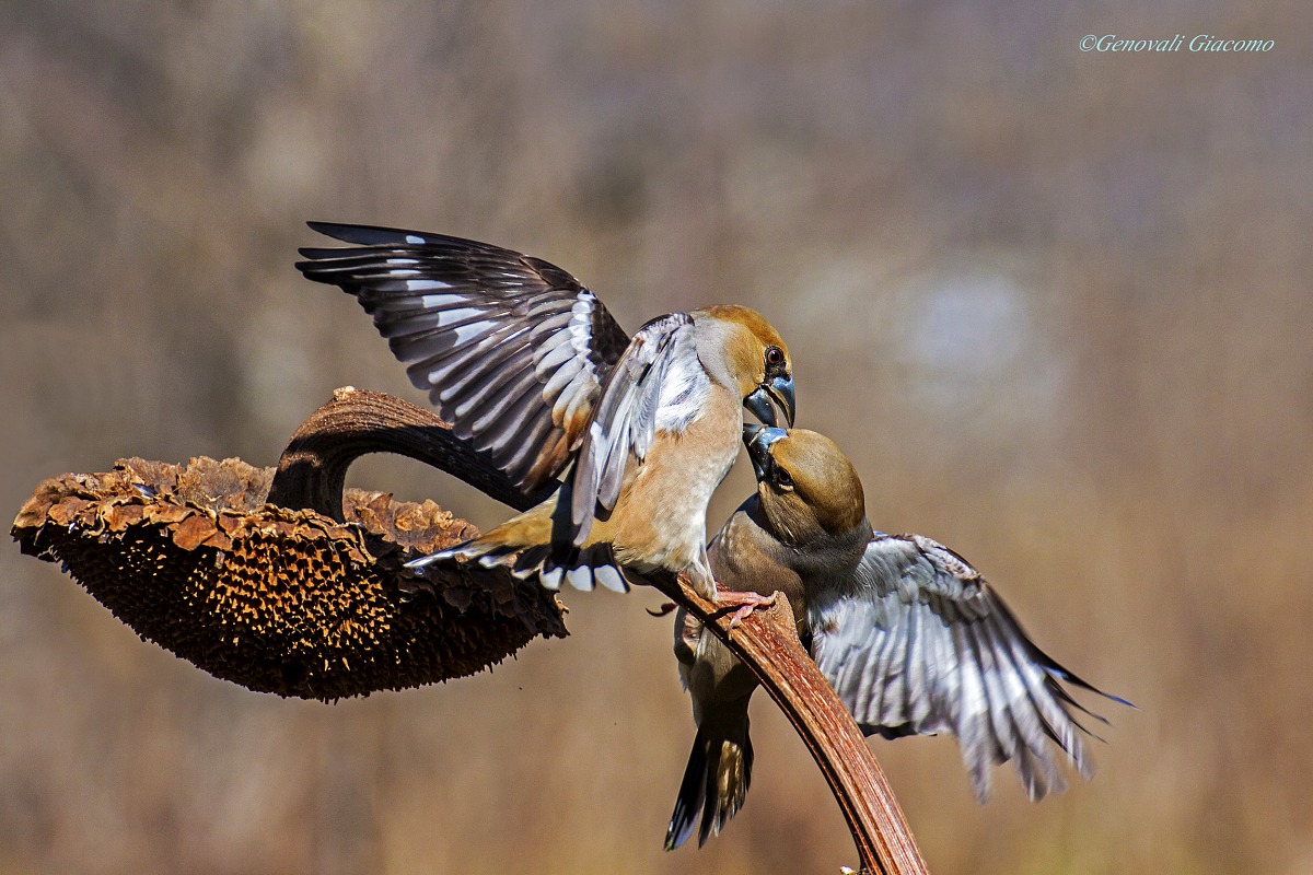 it will remain only one!