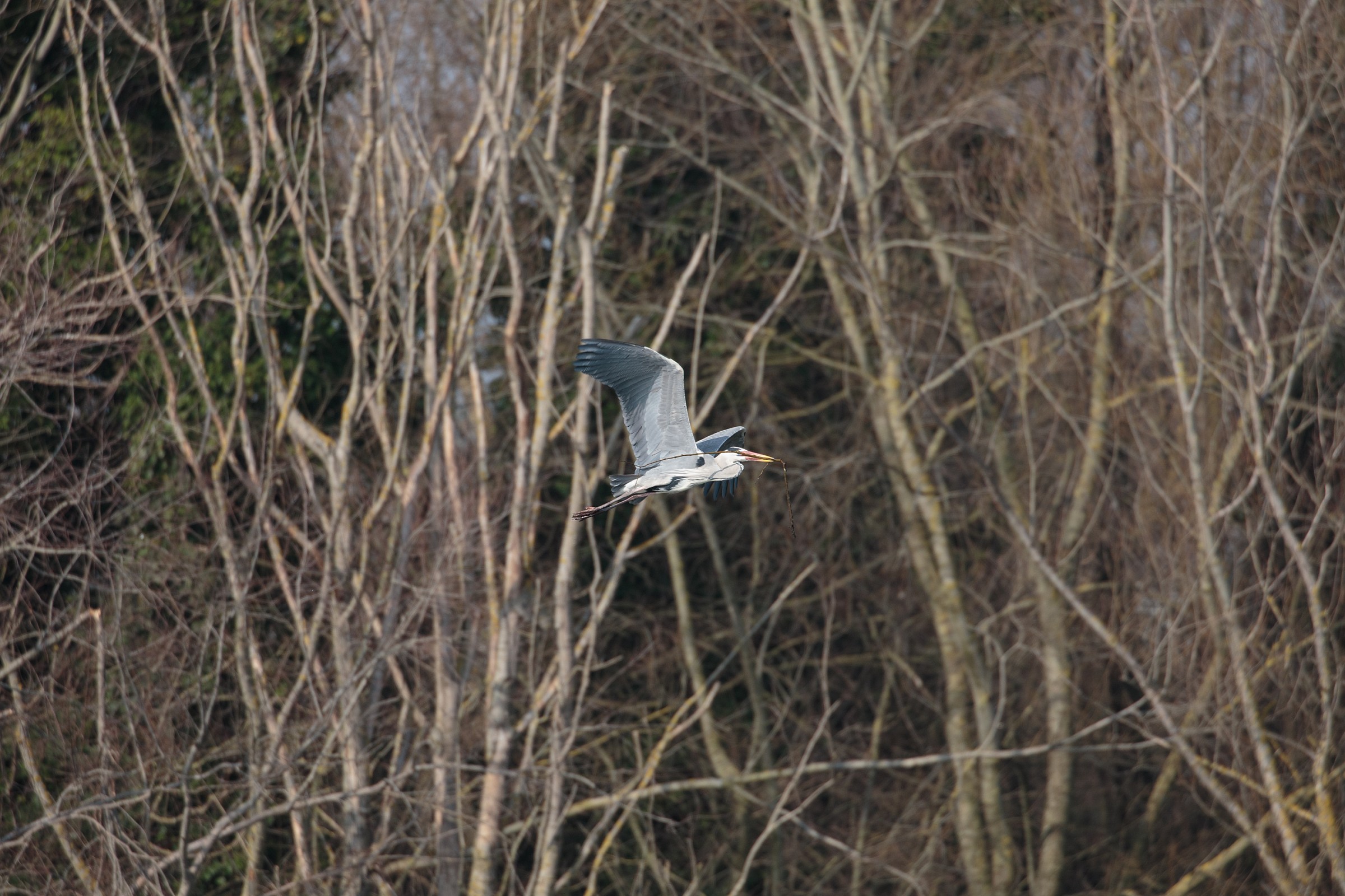 Cenerino ambientato (2)