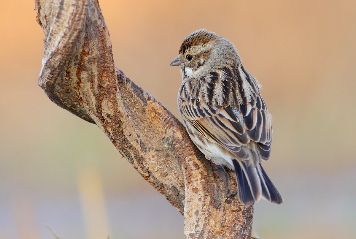 Reed Bunting