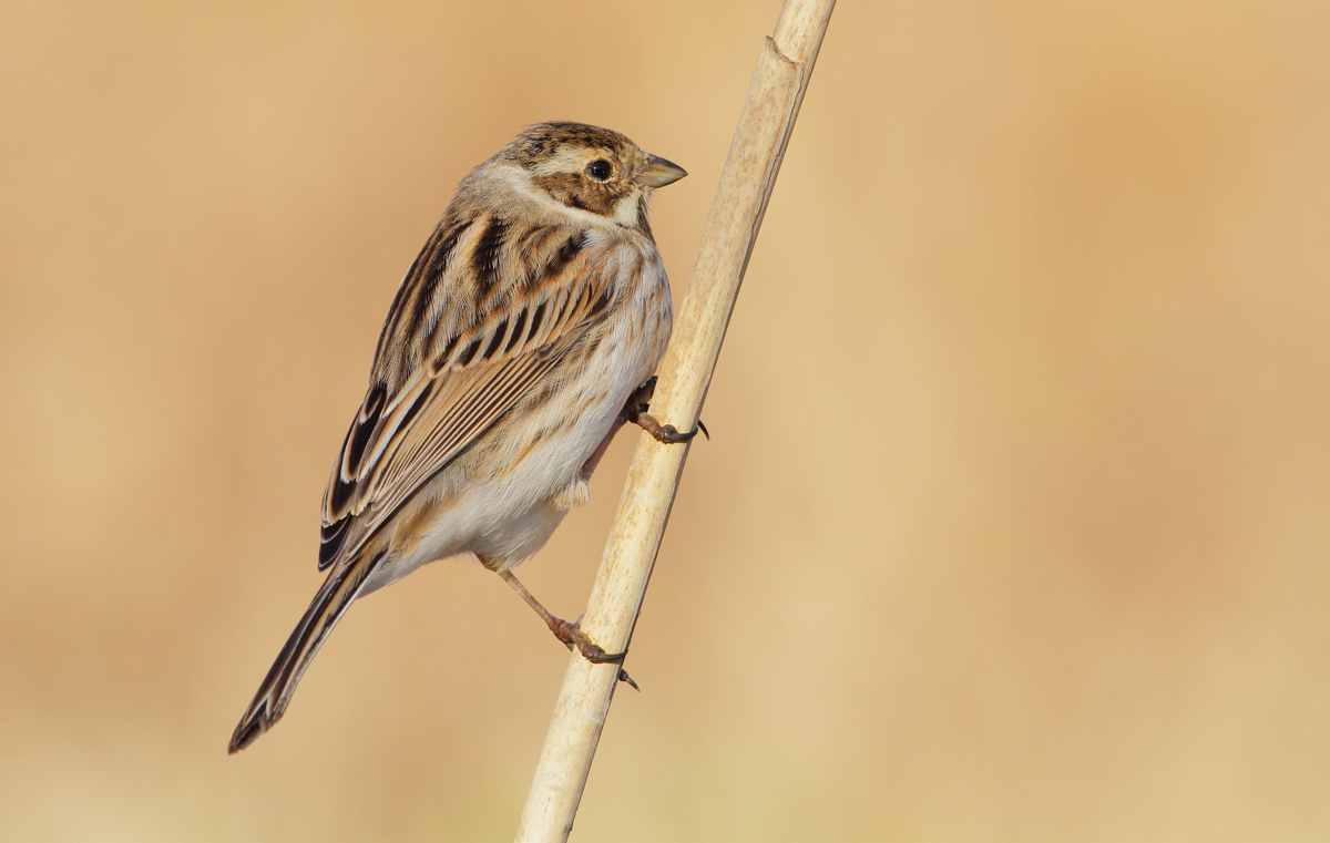 Reed Bunting