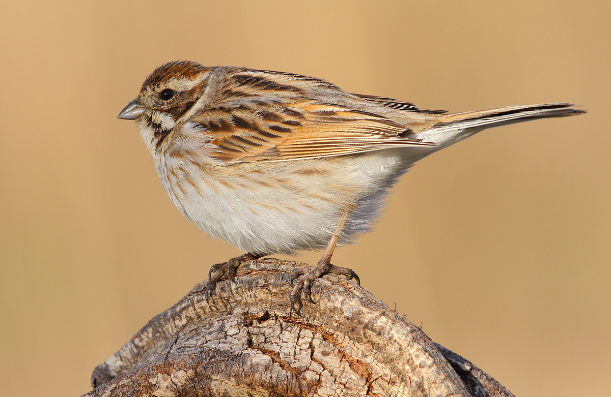 Reed Bunting