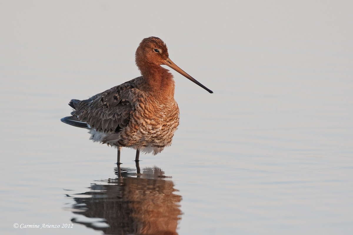 Pittima reale maschio nidificante