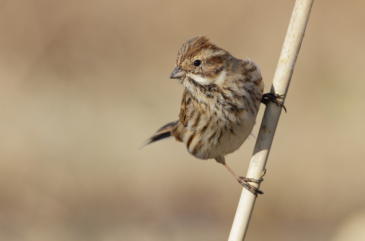 Reed Bunting