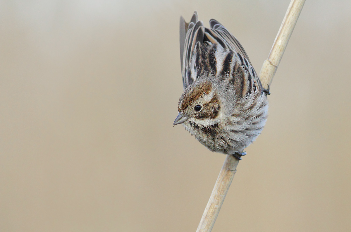 Reed Bunting