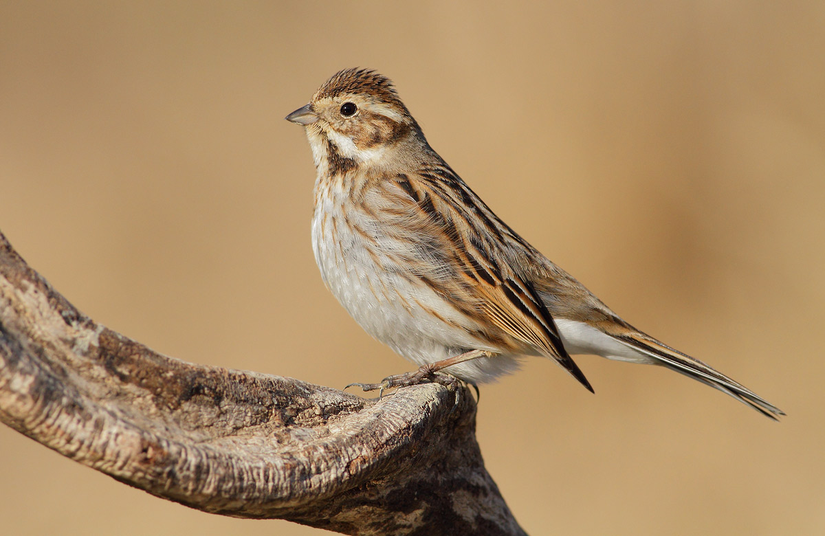 Reed Bunting