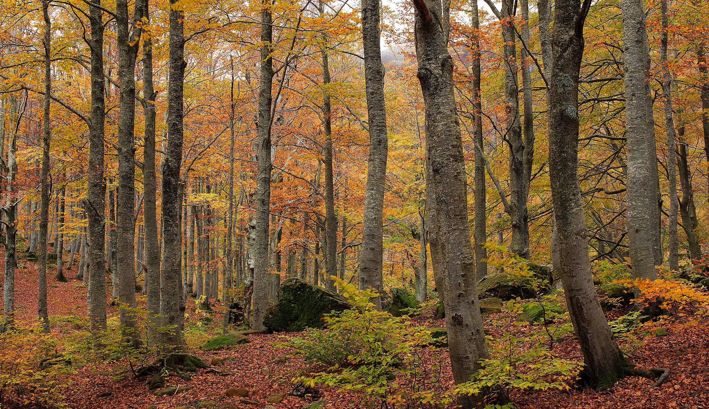 The forest in autumn