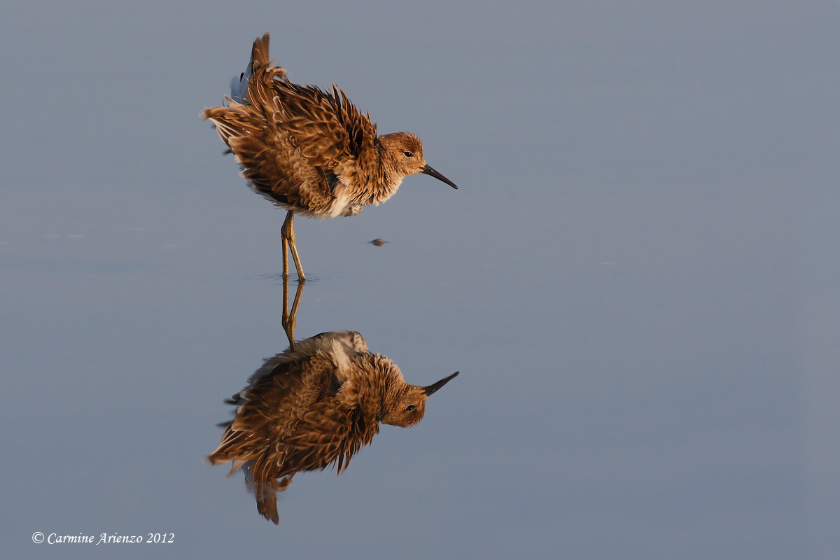 Combattente allo specchio