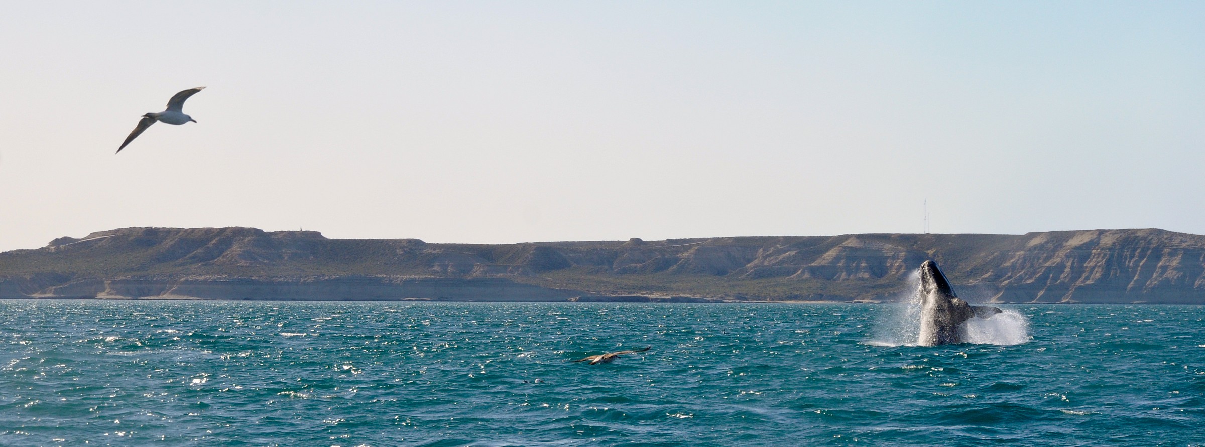 Balena a Puerto Piramides