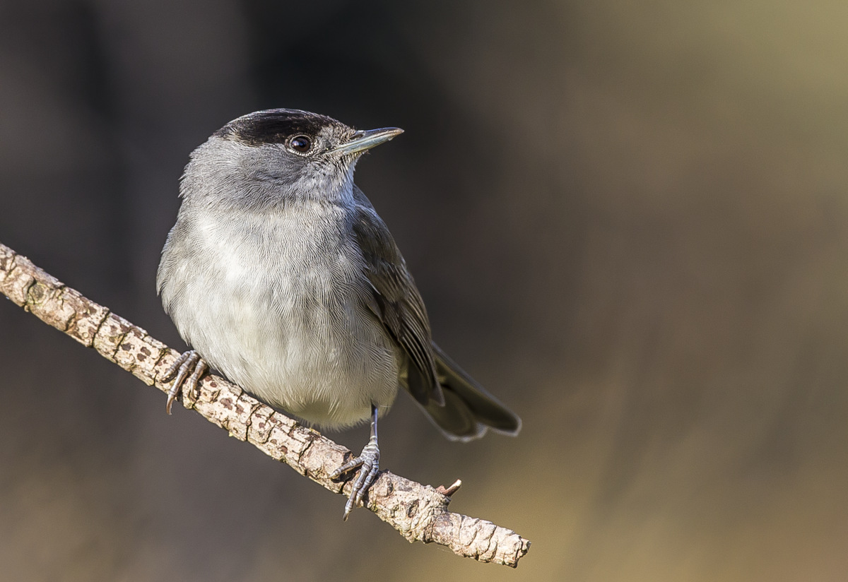 Blackcap
