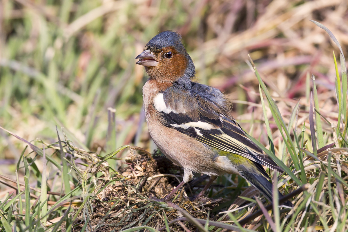 Chaffinch just wake