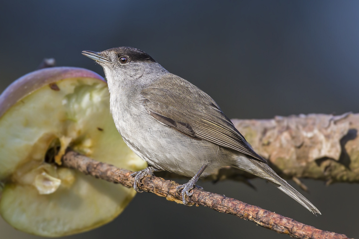 Blackcap and Apple
