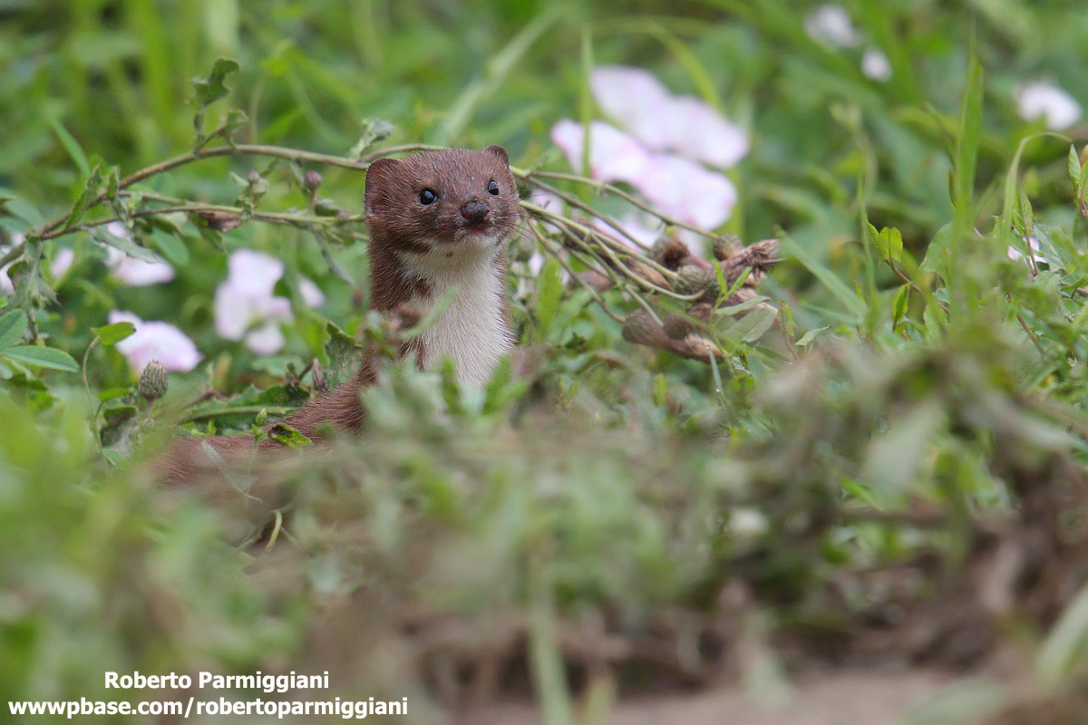 Curiosity (weasel)
