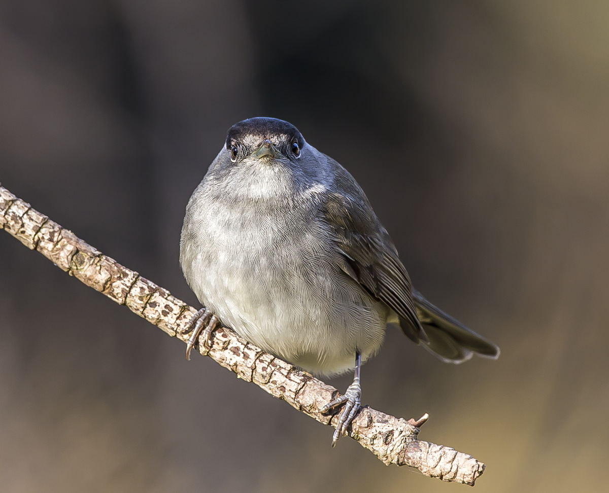 Capinera; Che caspio vuoi?