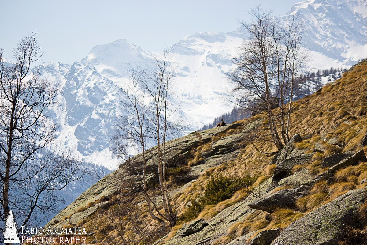 Camoscio sulle alpi