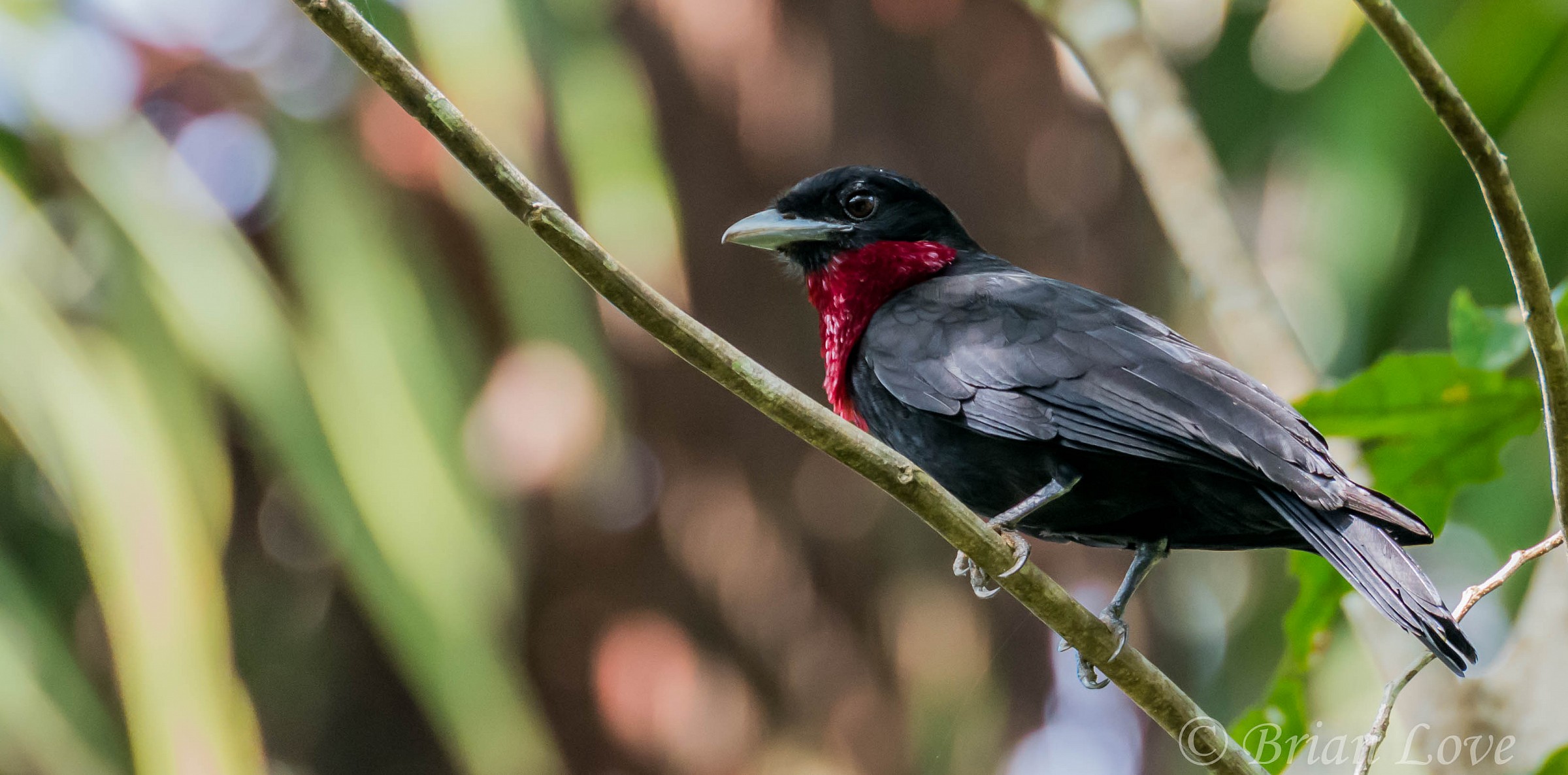 Purple -throated Fruitcrow