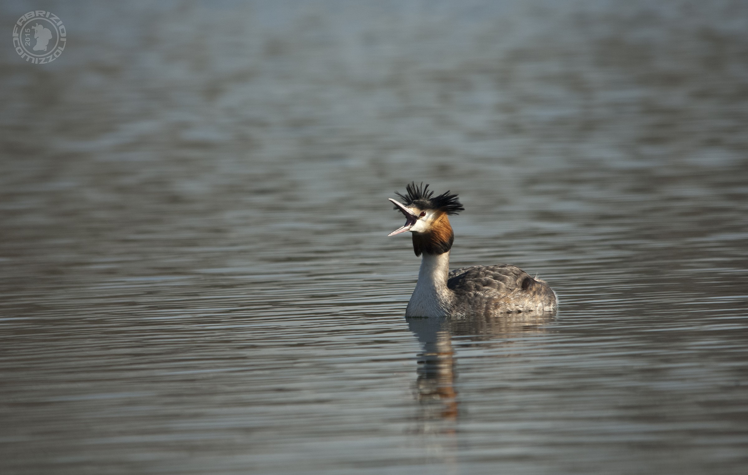 Great Crested Grebe - Podiceps cristatus
