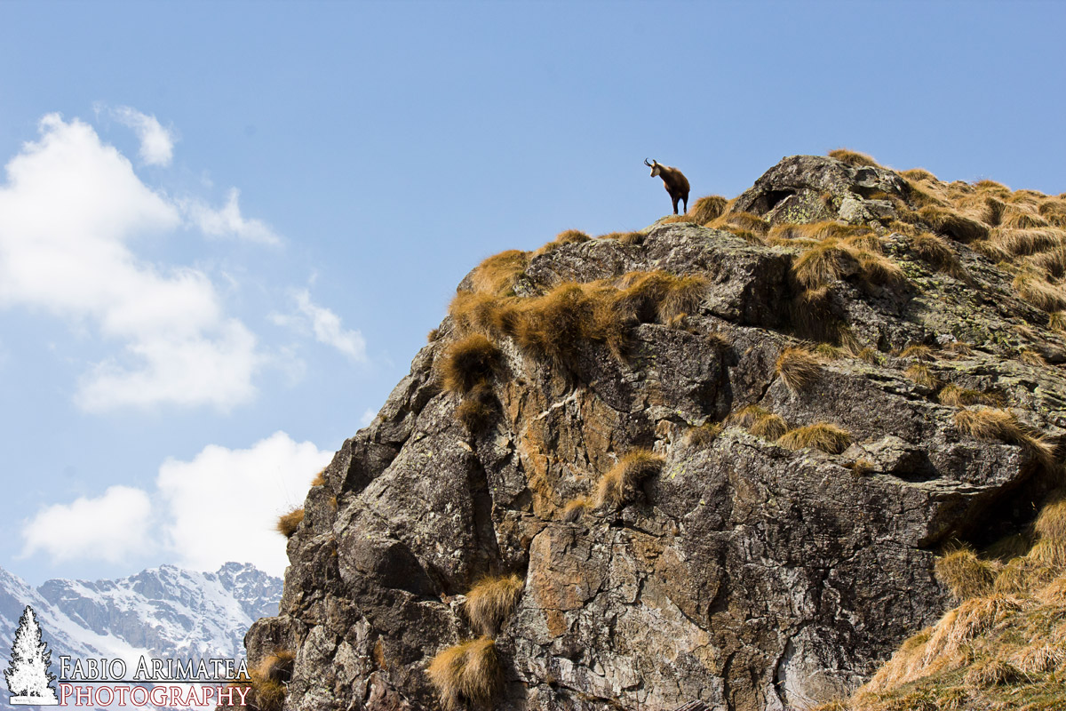 Camoscionel parco del gran paradiso