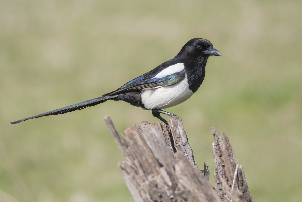 Magpie