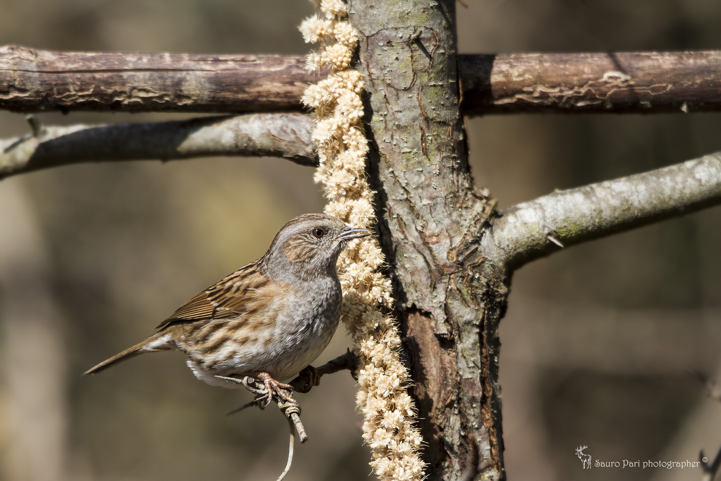 Dunnock