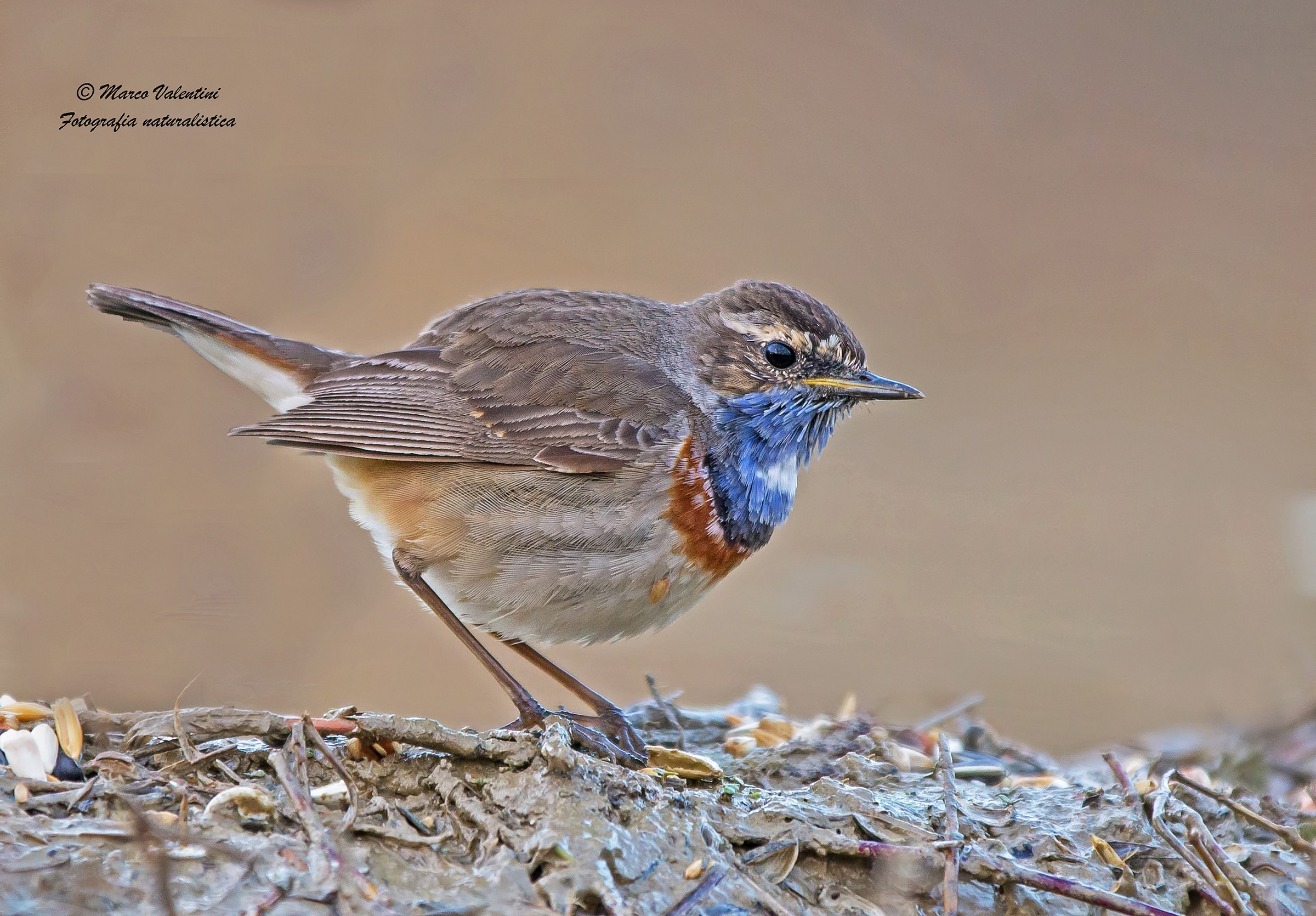 Voilà il pettazzurro