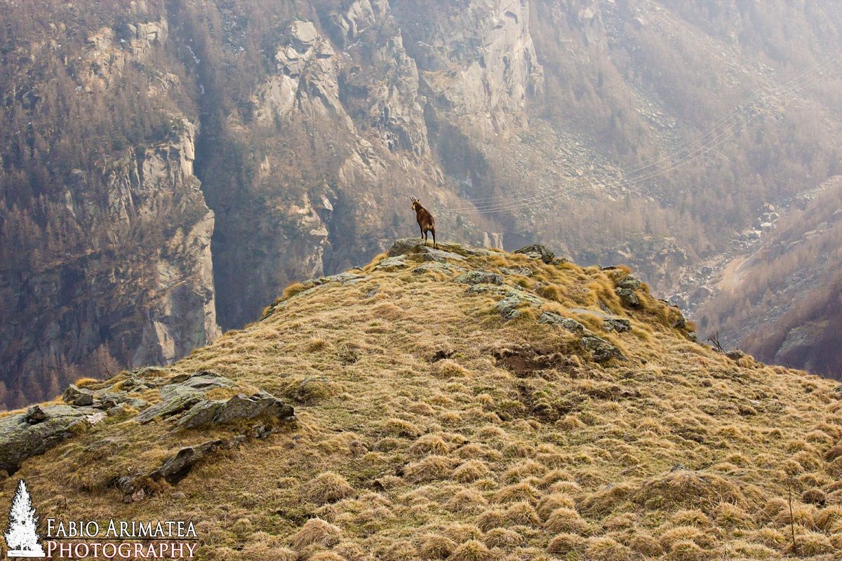 camoscio nel parco del gran paradiso