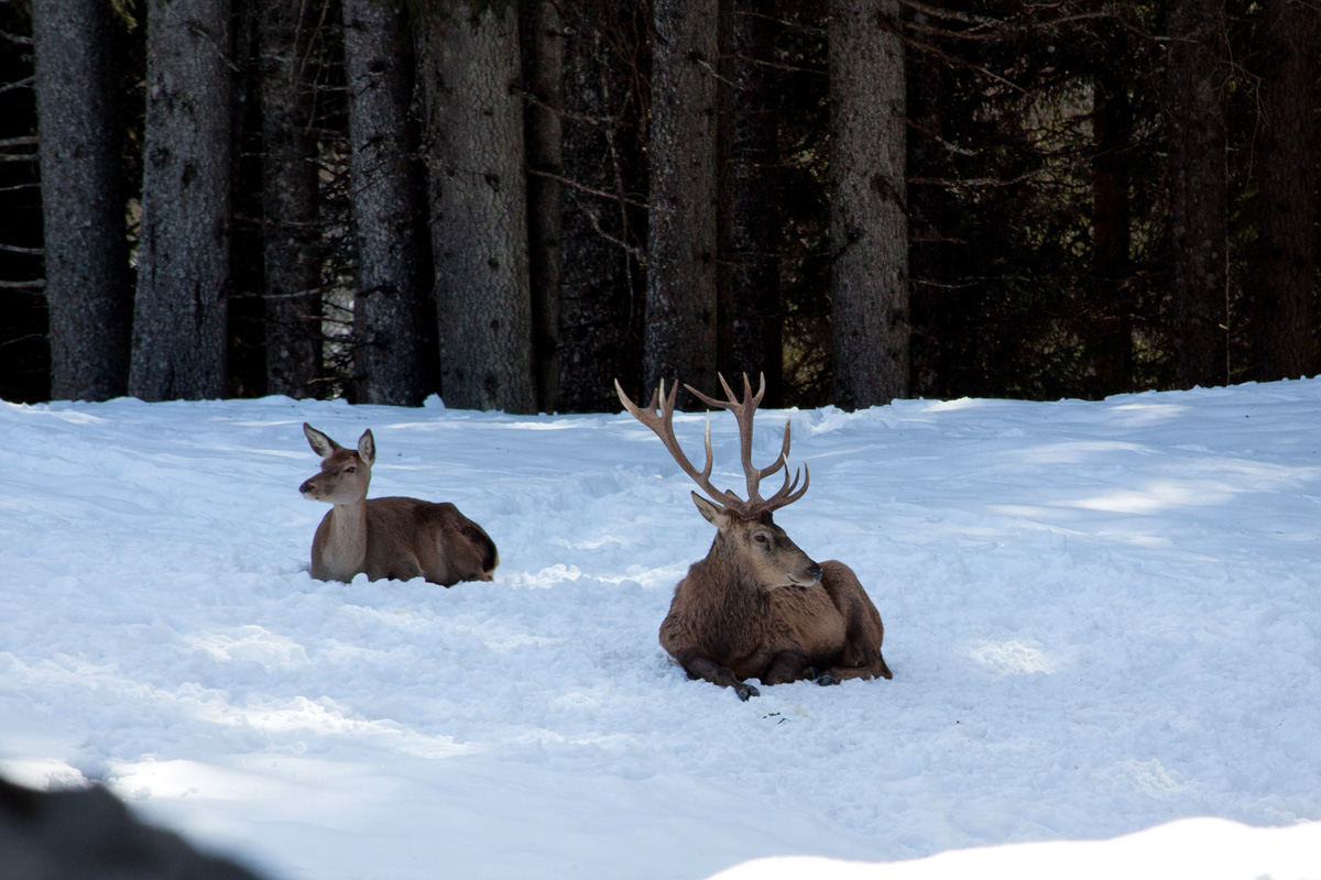 Deer in the park paneveggio