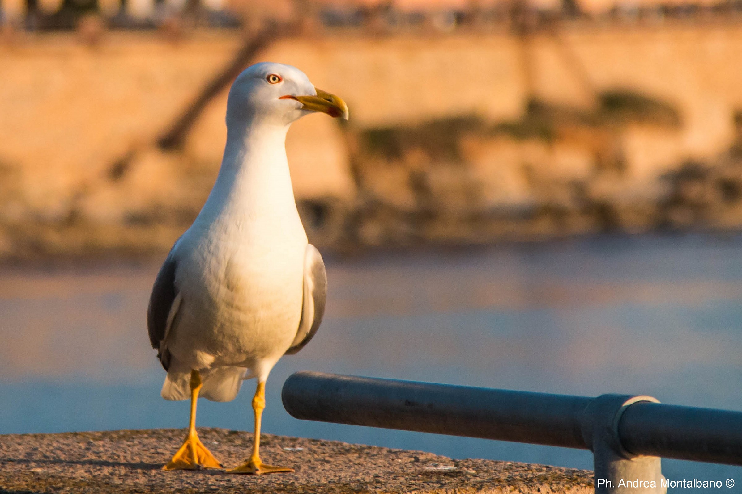I'm waiting for the treat