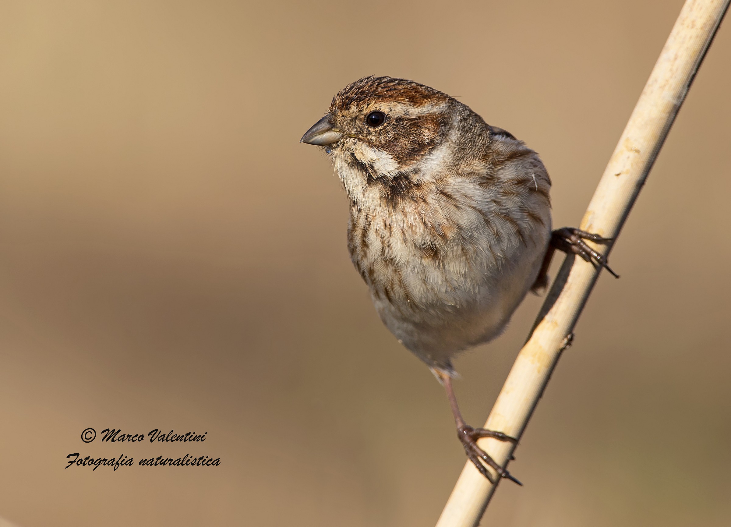 Migliarino in balance
