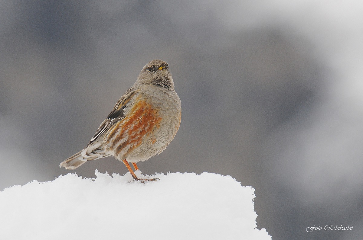 Sordone... in vetta...