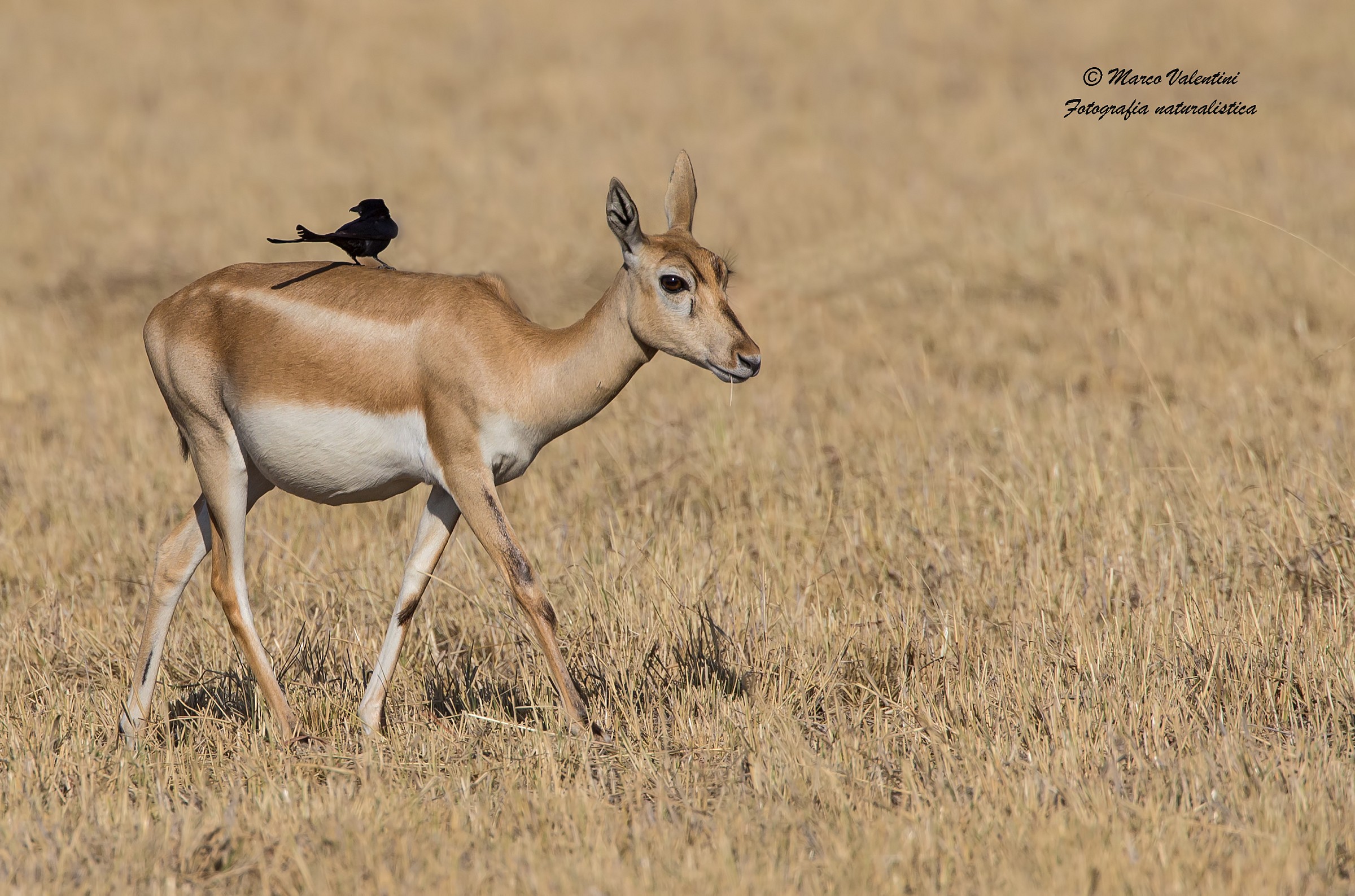 L'antilope e il drongo