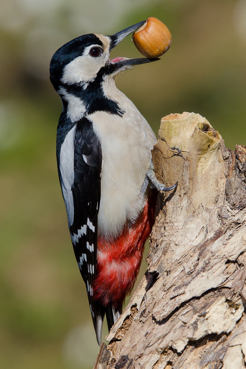 Picchio rosso maggiore femmina