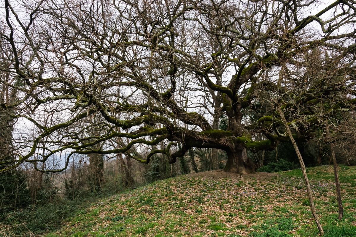 the great oak