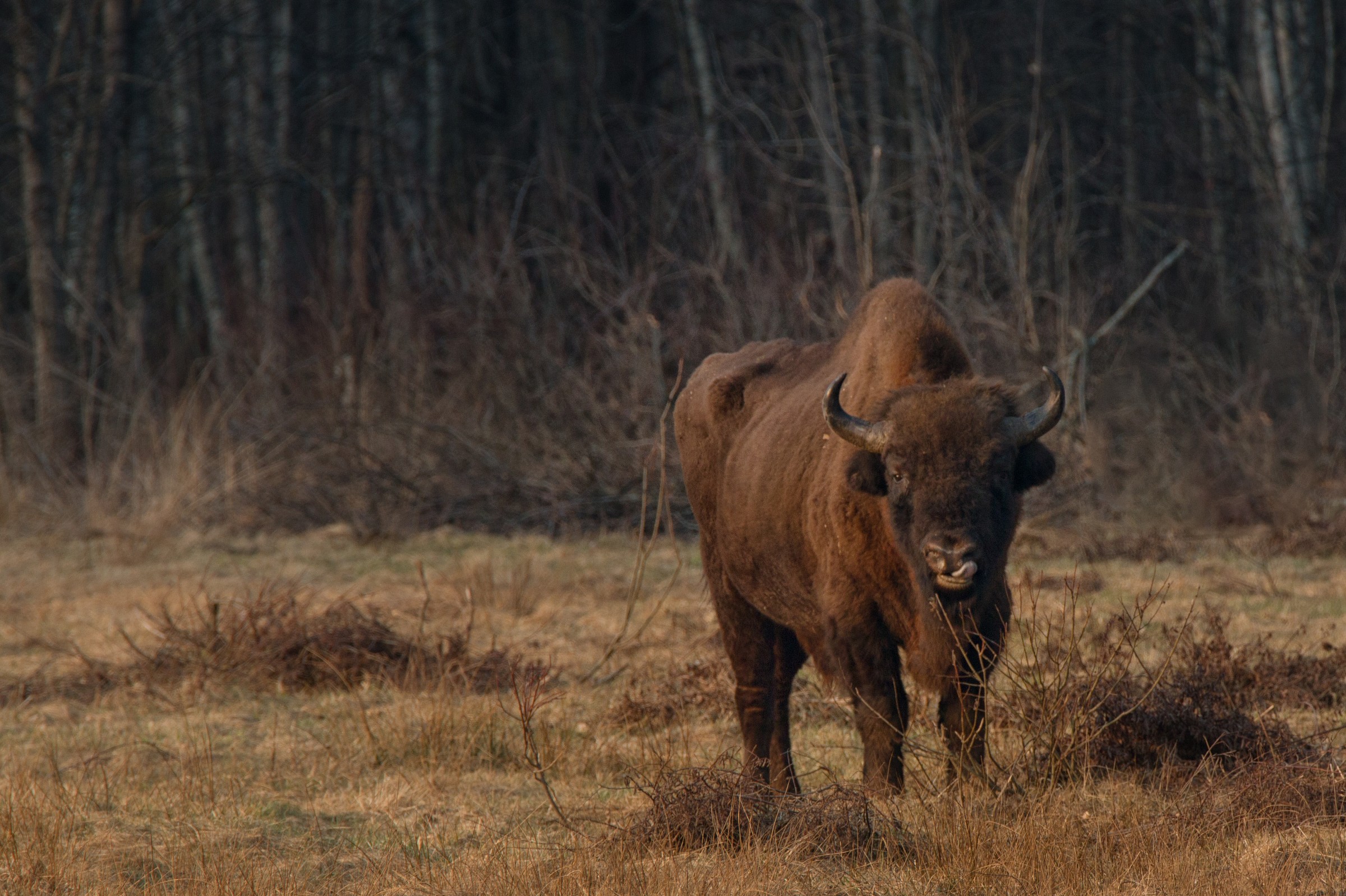 al tramonto ruminando