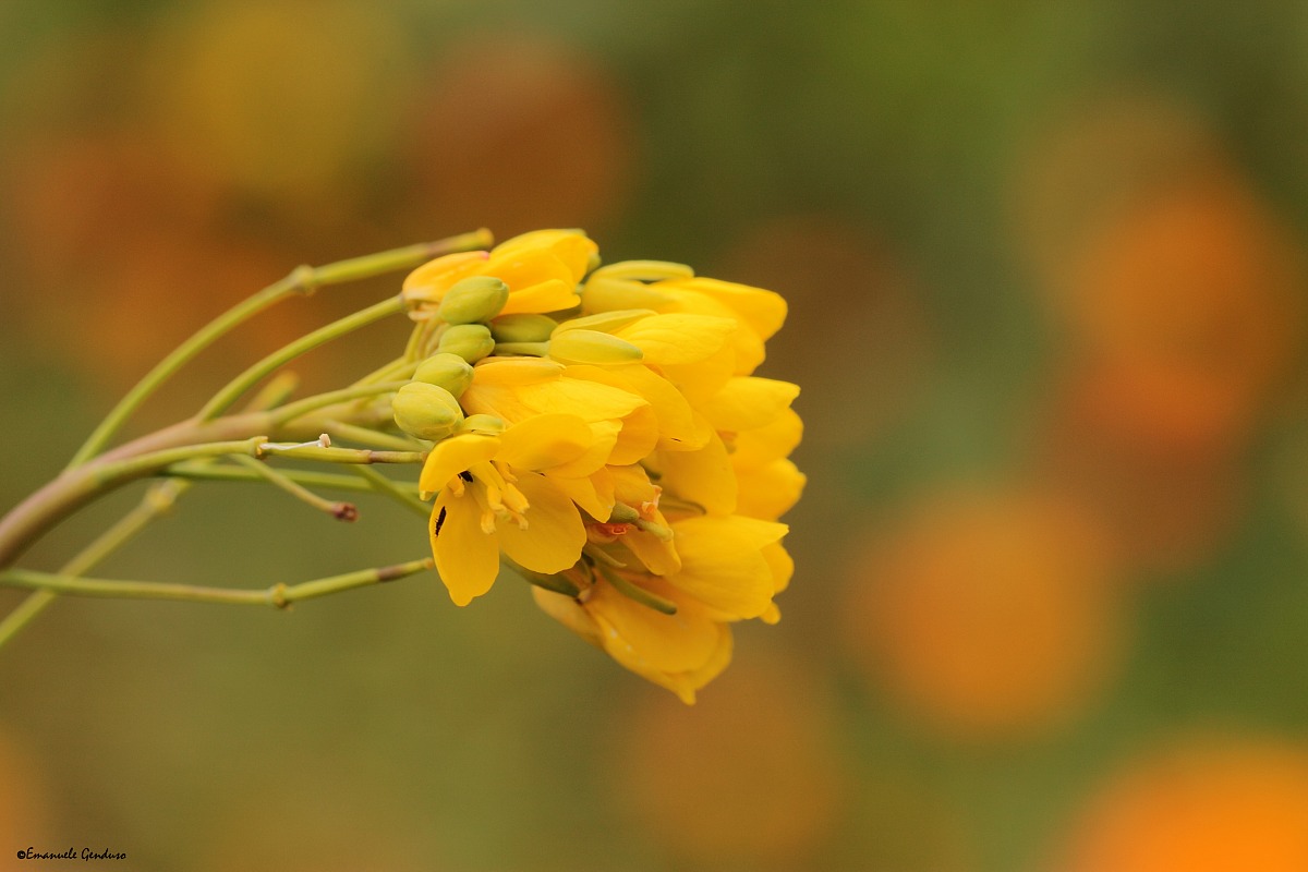 fiori di cavolicello