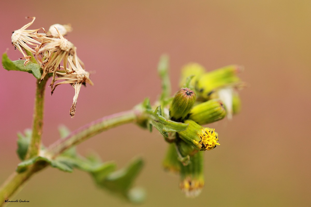 Senecio vulgaris