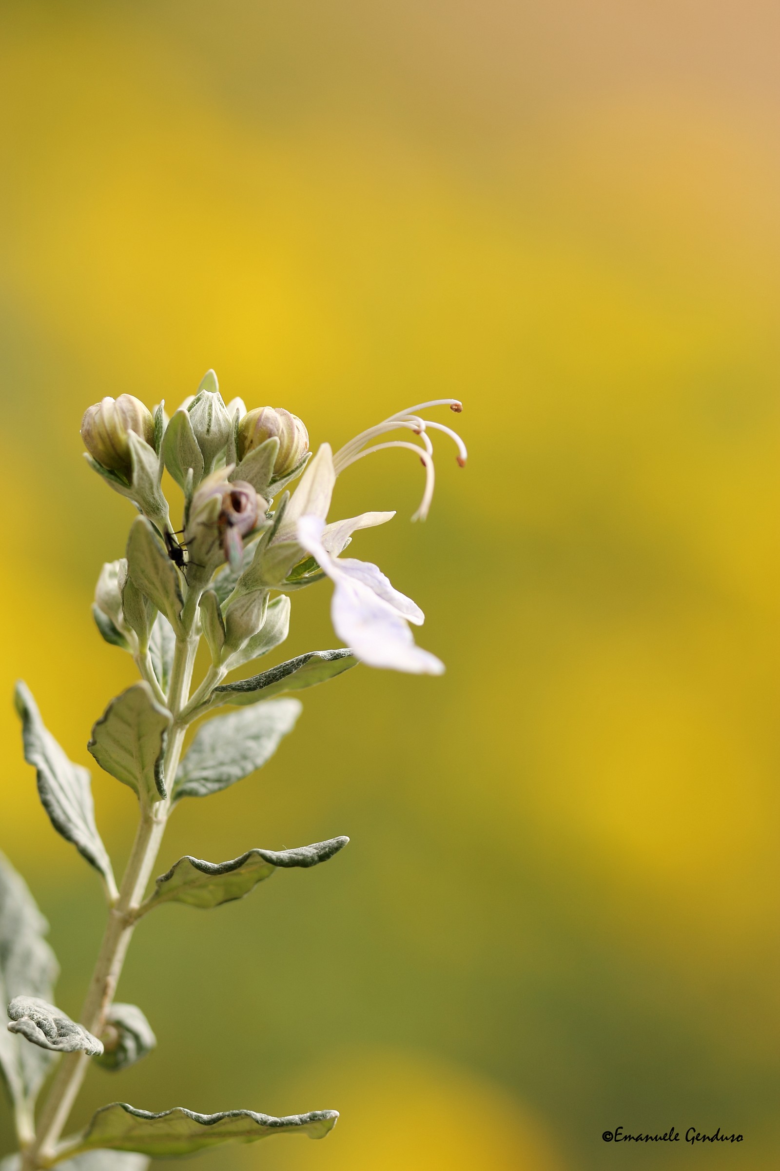 Teucrium fruticans