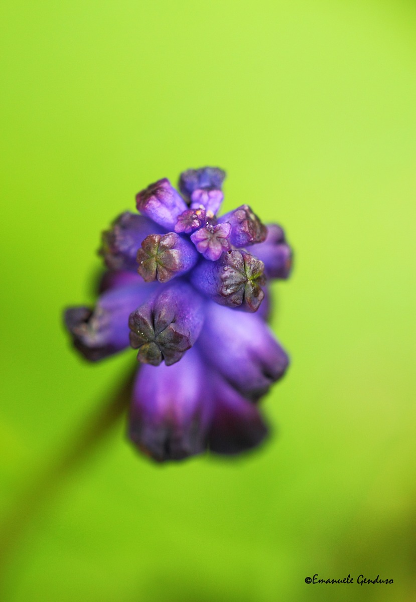 Muscari tomentosum