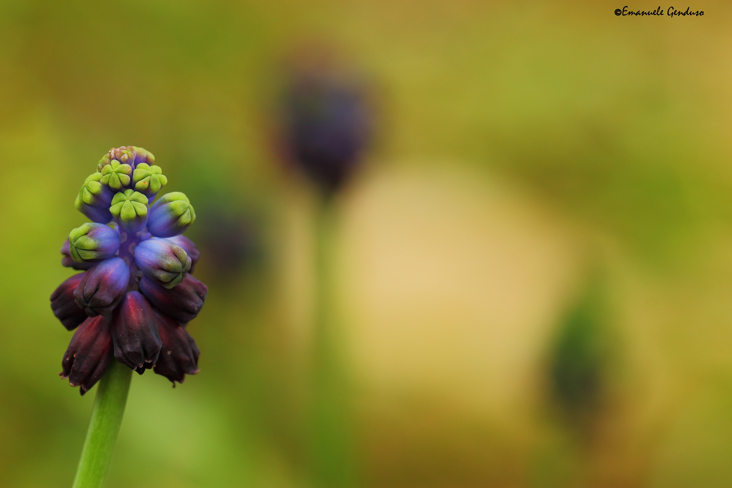 Muscari tomentosum 2
