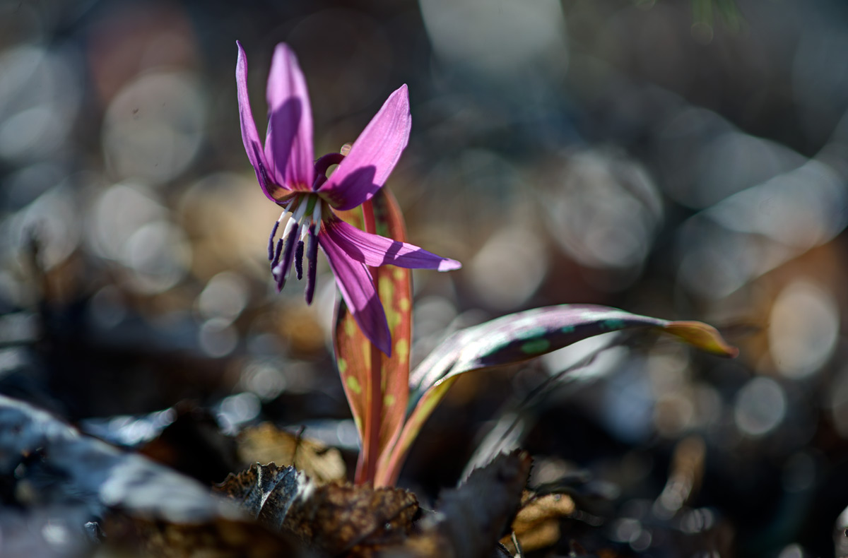 Erythronium dens canis